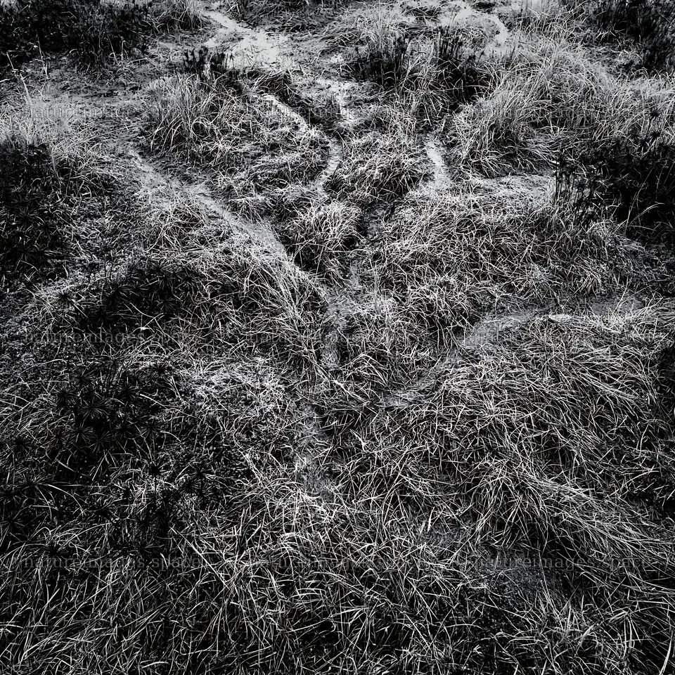 Shizuoka seasonal meadow after heavy rain – nature images 7938x7938