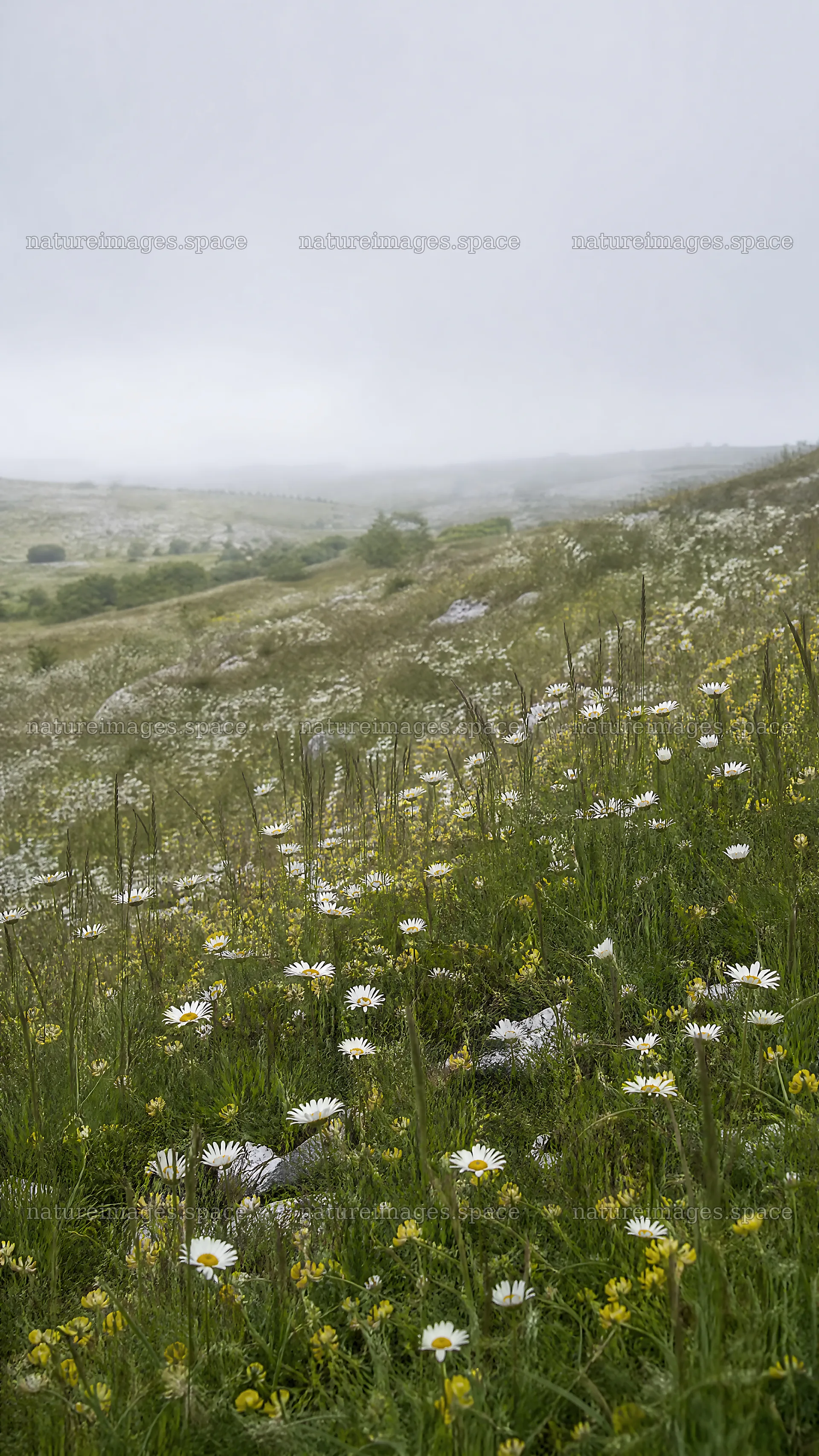 Sunny chalk meadow with wildflowers in landscape – nature images 5952x10584