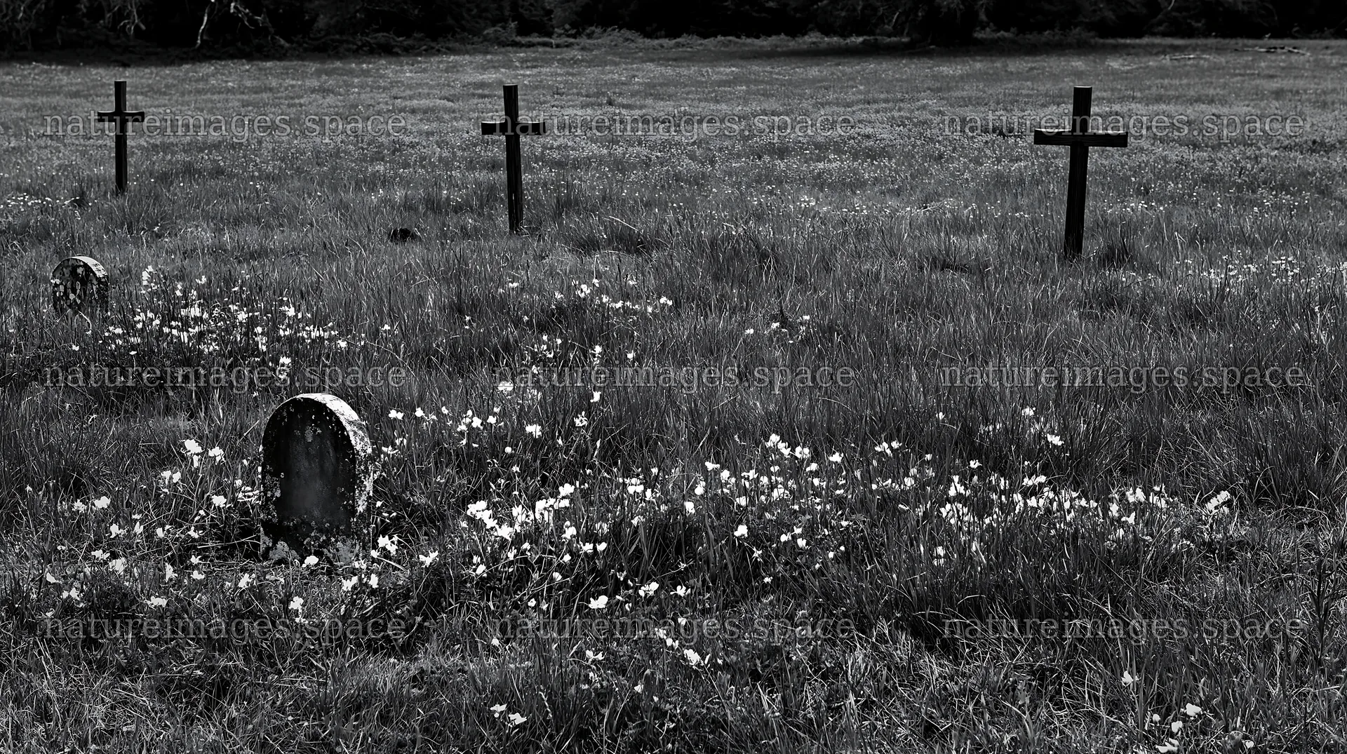 Wooden crosses in an Advent meadow with flowers – nature images 10608x5938