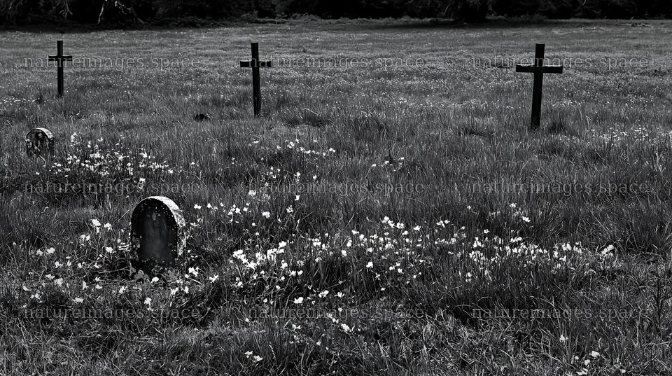 Wooden crosses in an Advent meadow with flowers – nature images 10608x5938
