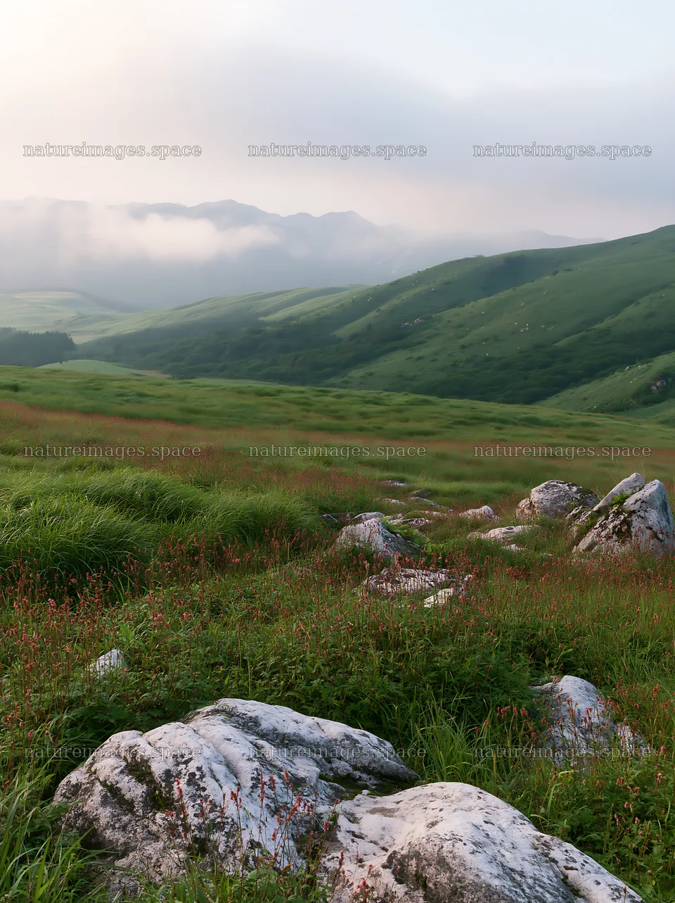 Oita highland meadow with granite stones during morning light – nature images 6866x9174