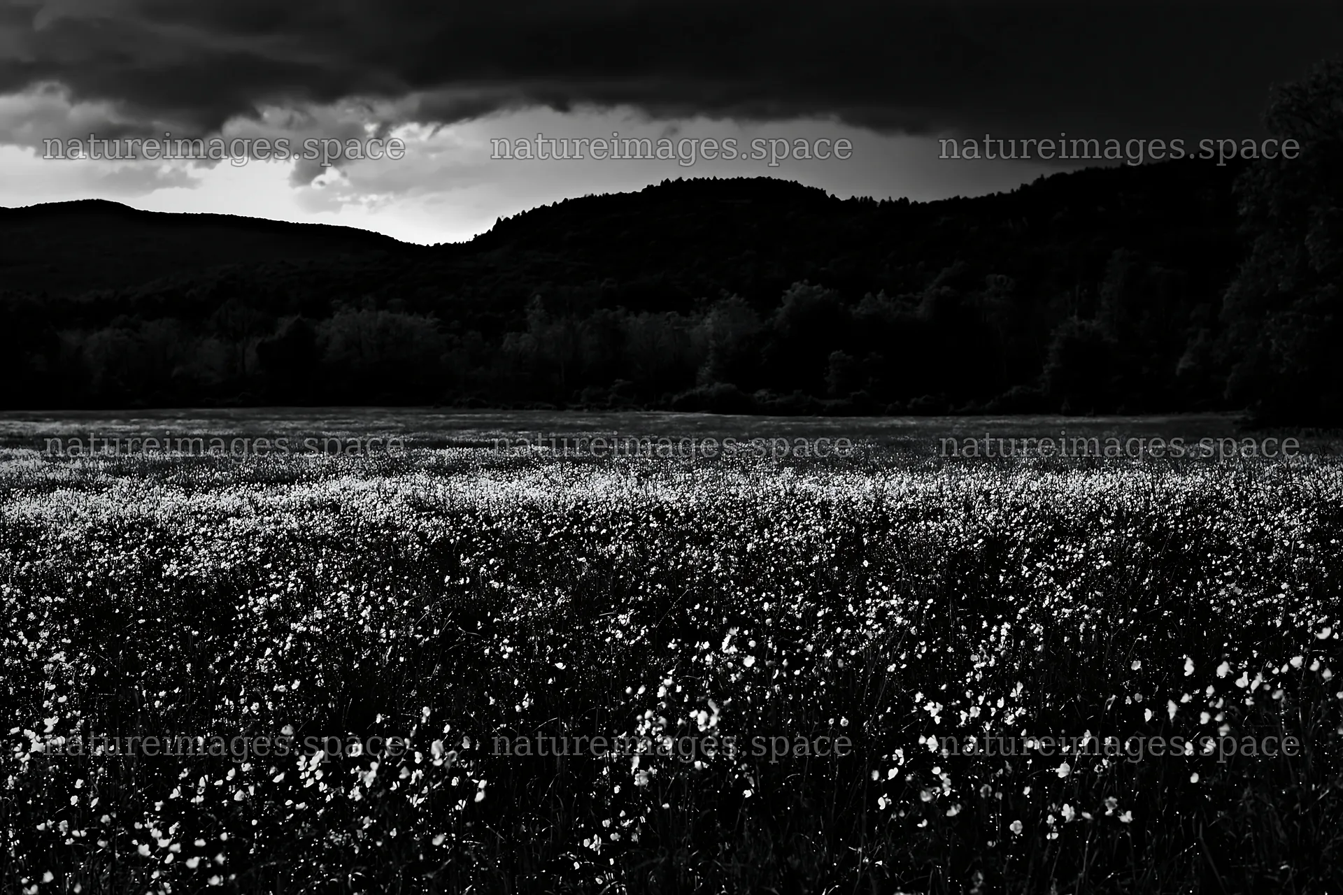 Buttercup meadow under cloudy sky – nature images 9722x6480