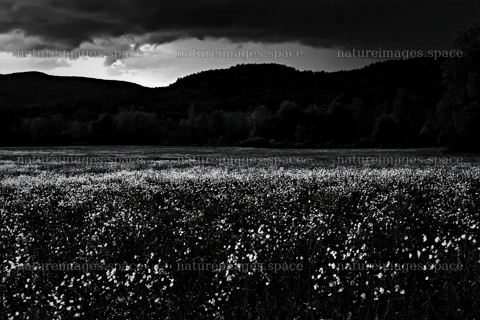 Buttercup meadow under cloudy sky – nature images 9722x6480