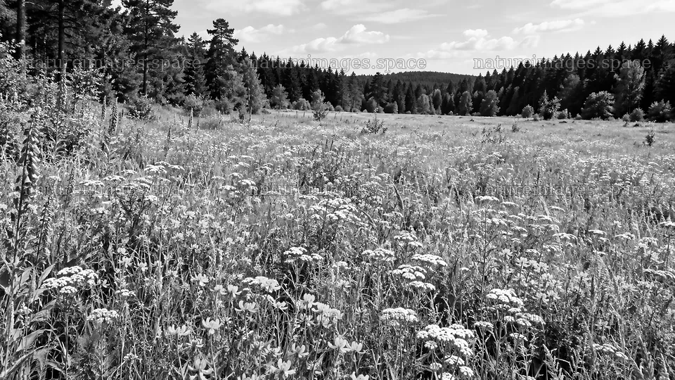 Black and White Woodland Clearing with Wildflowers – nature images 10324x5812