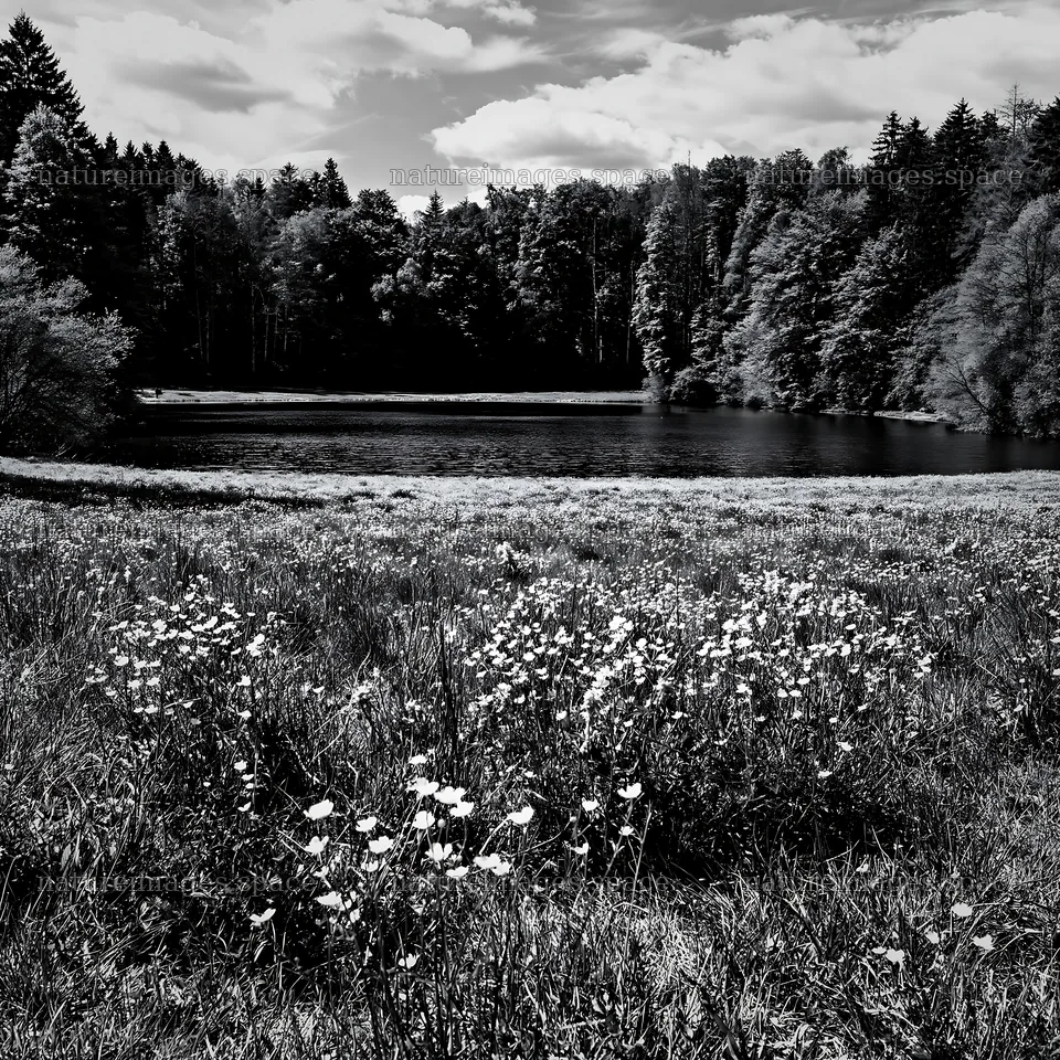 Lakeside meadow with flowers near forest in Germany – nature images 7938x7938