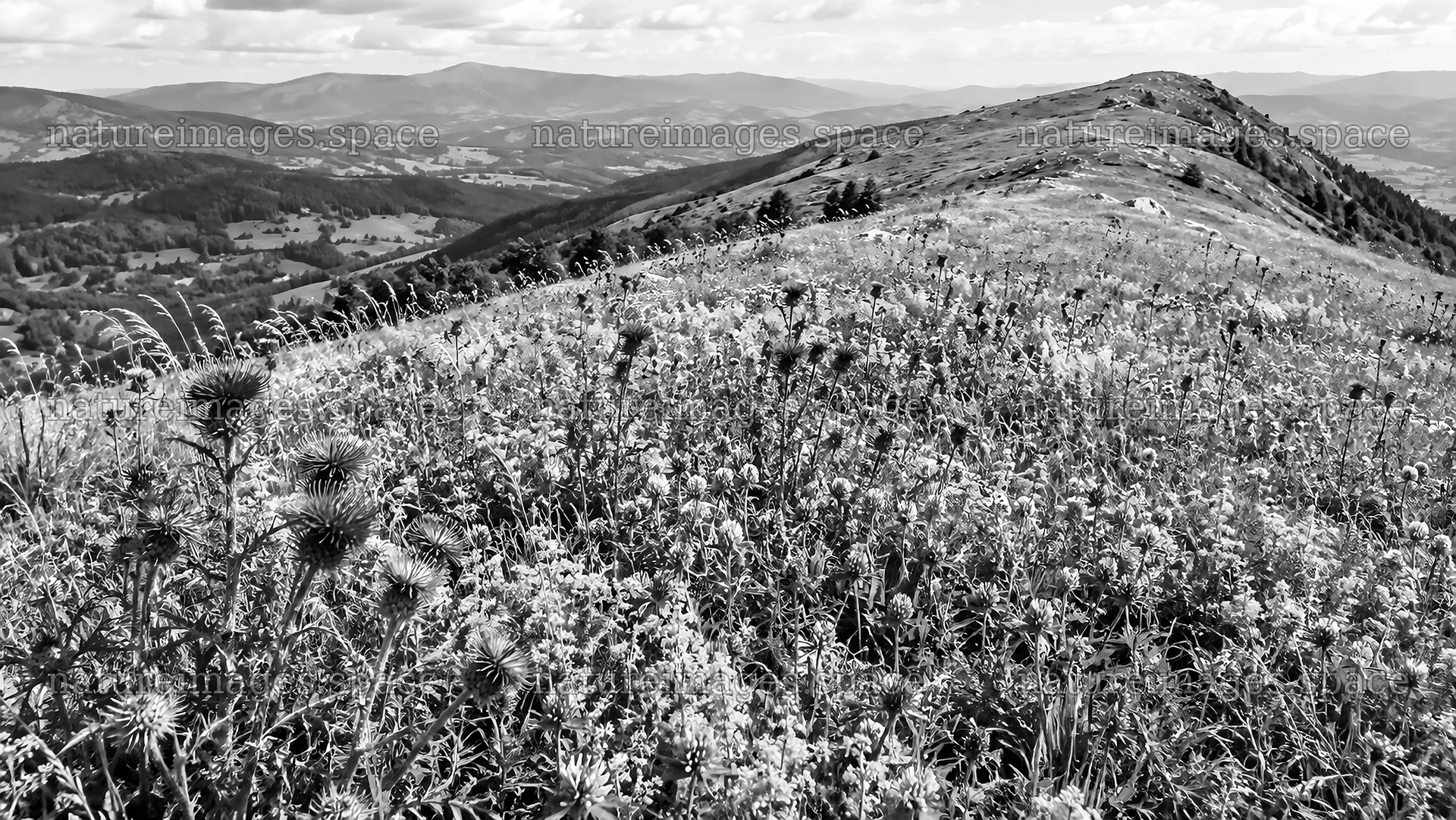 Black and White Wildflower Meadow and Mountains – nature images 10324x5812