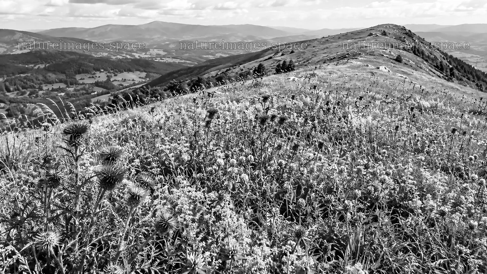 Black and White Wildflower Meadow and Mountains – nature images 10324x5812