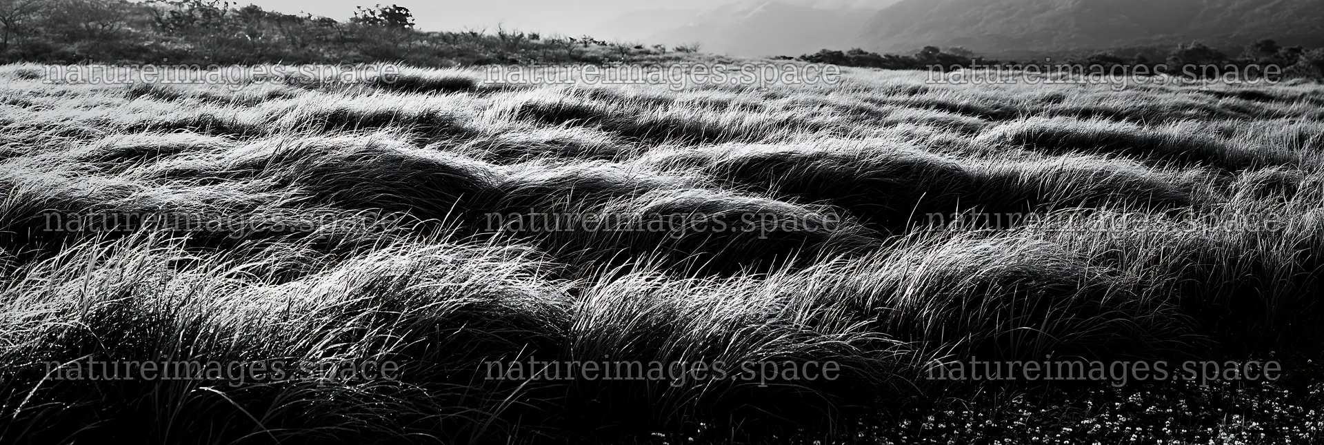 Miyazaki sunrise meadow dew covered sedges – nature images 13690x4602