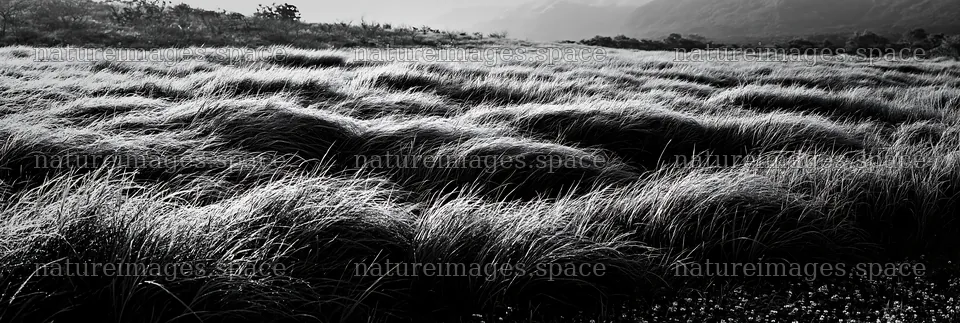Miyazaki sunrise meadow dew covered sedges – nature images 13690x4602