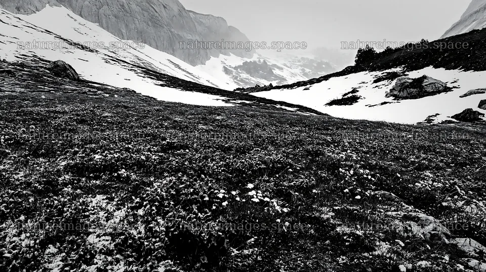 Snowbound meadow with wildflowers in a winter landscape – nature images 10608x5938