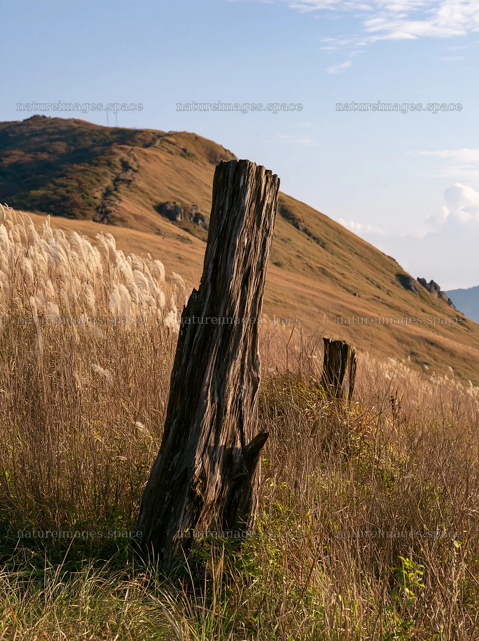 Wakayama autumn meadow with weathered wood in foreground – nature images 6866x9174