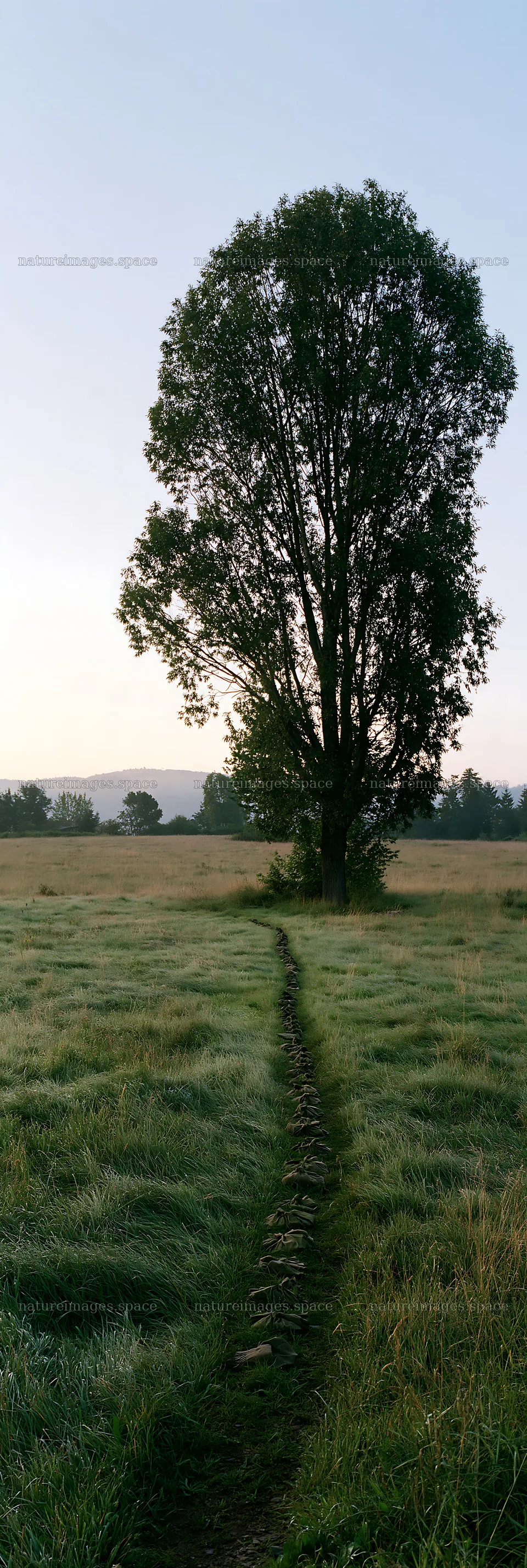 Meadow path leading to a tree at dawn – nature images 4602x13690