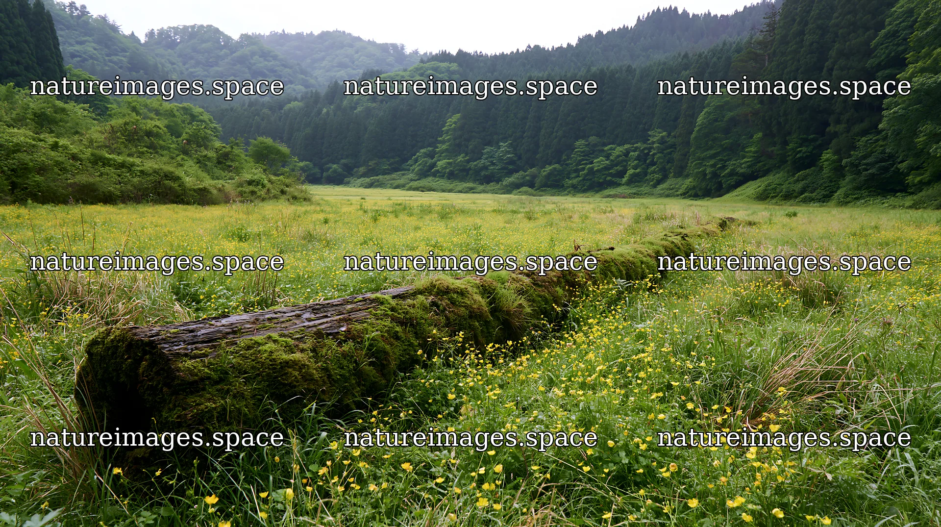 Gifu low carbon meadow mossy log in a green landscape – nature images 10608x5938