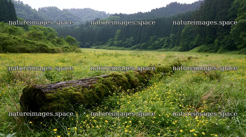Gifu low carbon meadow mossy log in a green landscape – nature images 10608x5938