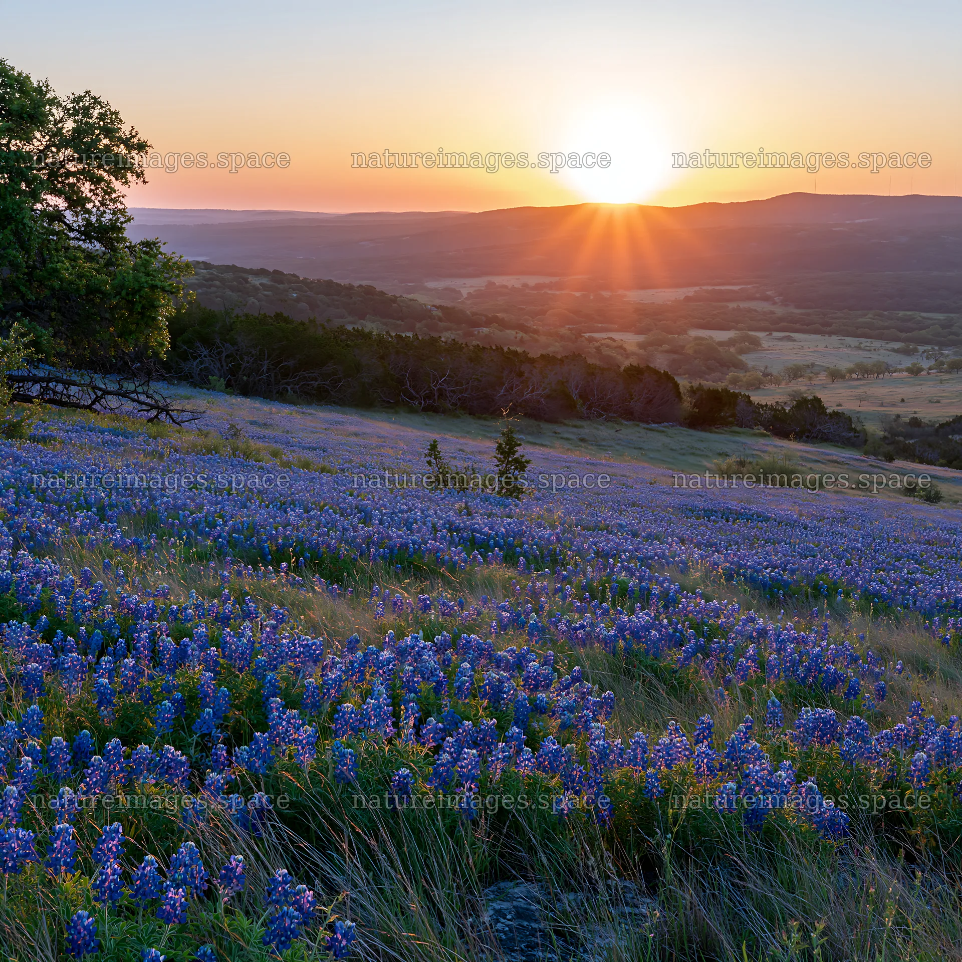 Bluebonnet meadow at sunrise with sun peeking over hills – nature images 7938x7938