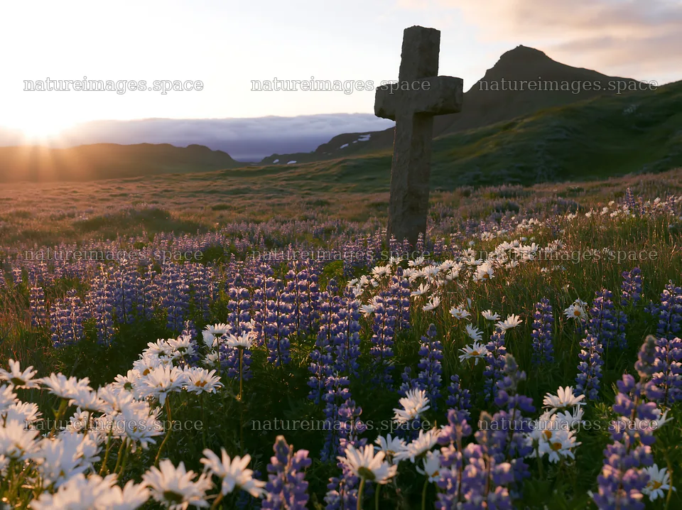 Christian cross in meadow at sunrise with wildflowers – nature images 9174x6866