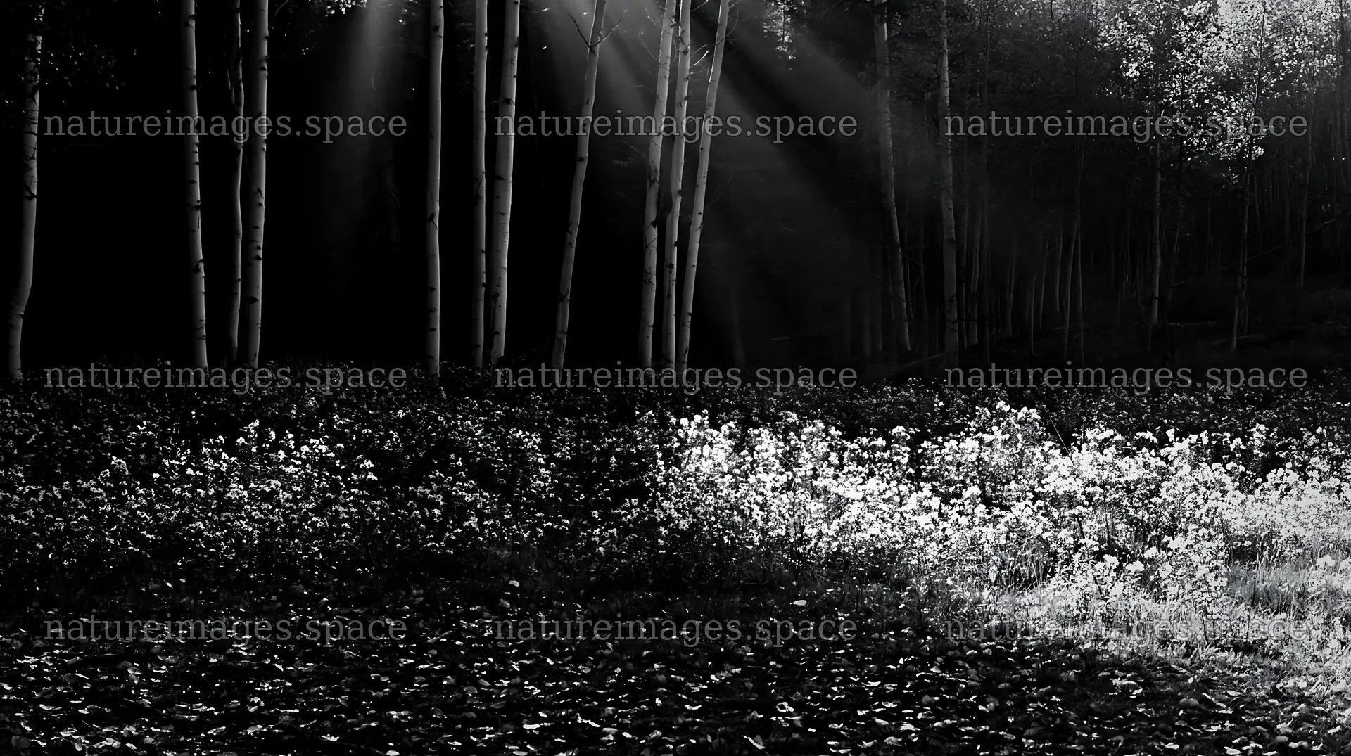 Crepuscular rays shine through trees over a meadow – nature images 10608x5938