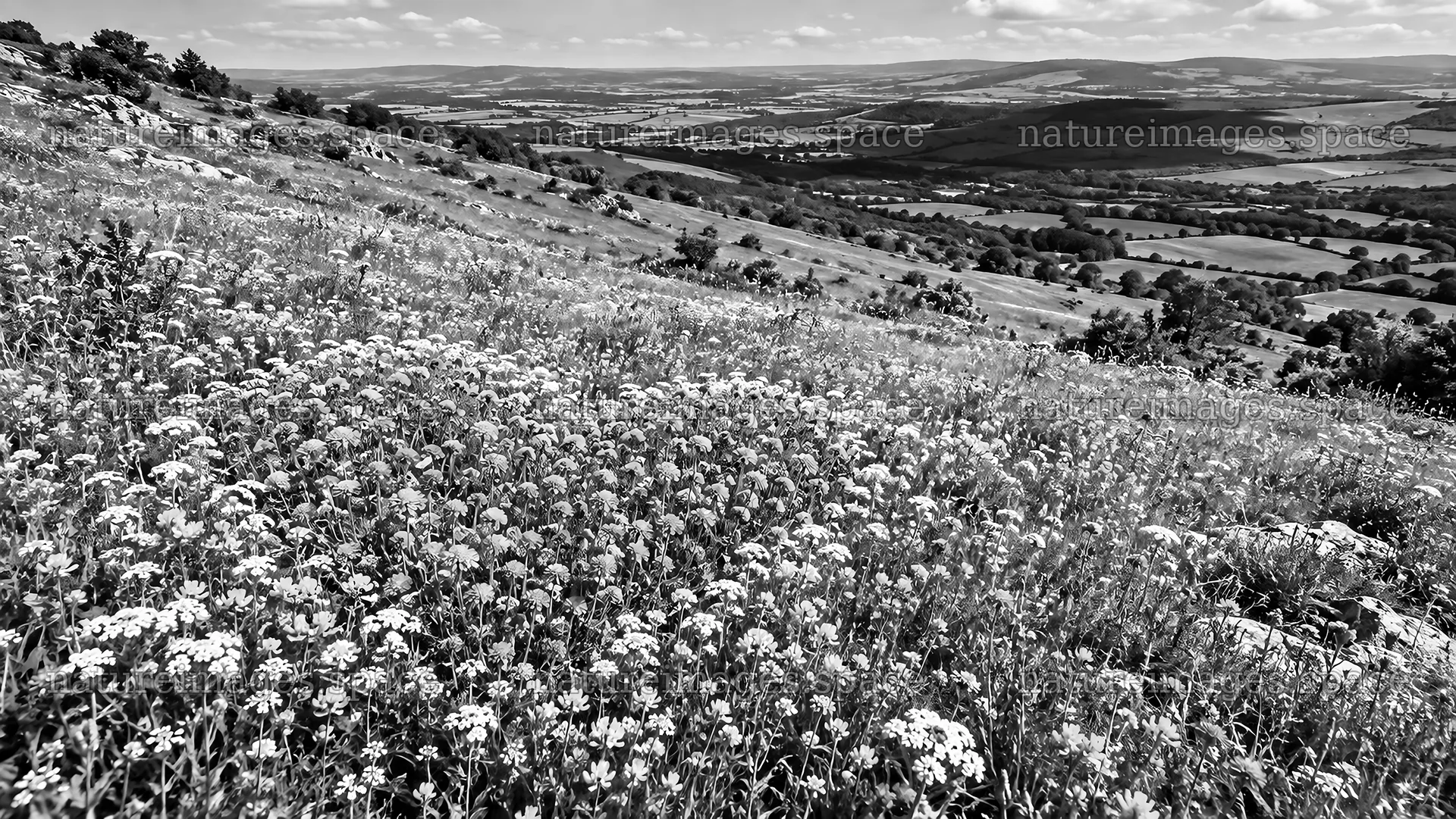 Monochrome Wildflower Meadow on a Hillside – nature images 10324x5812