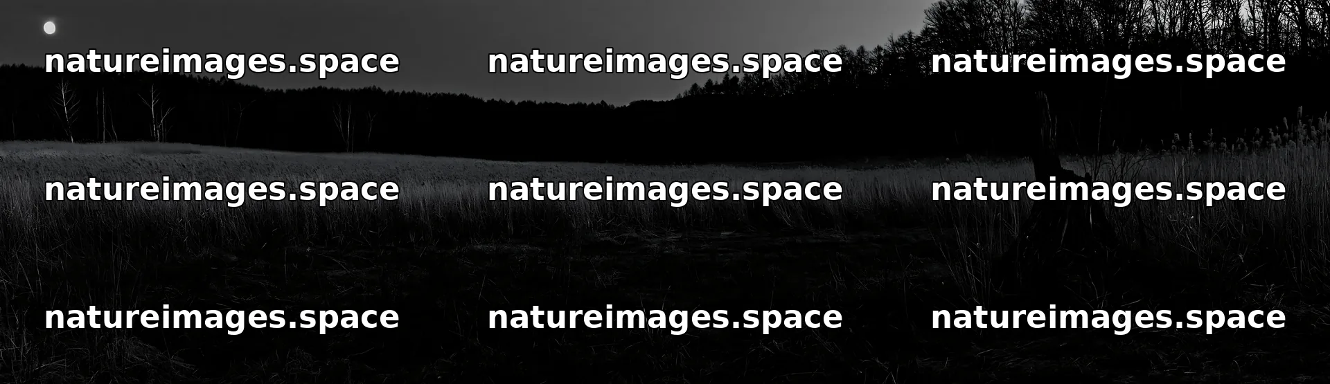 Fukushima native meadow with weathered stump at dusk – nature images 14762x4268