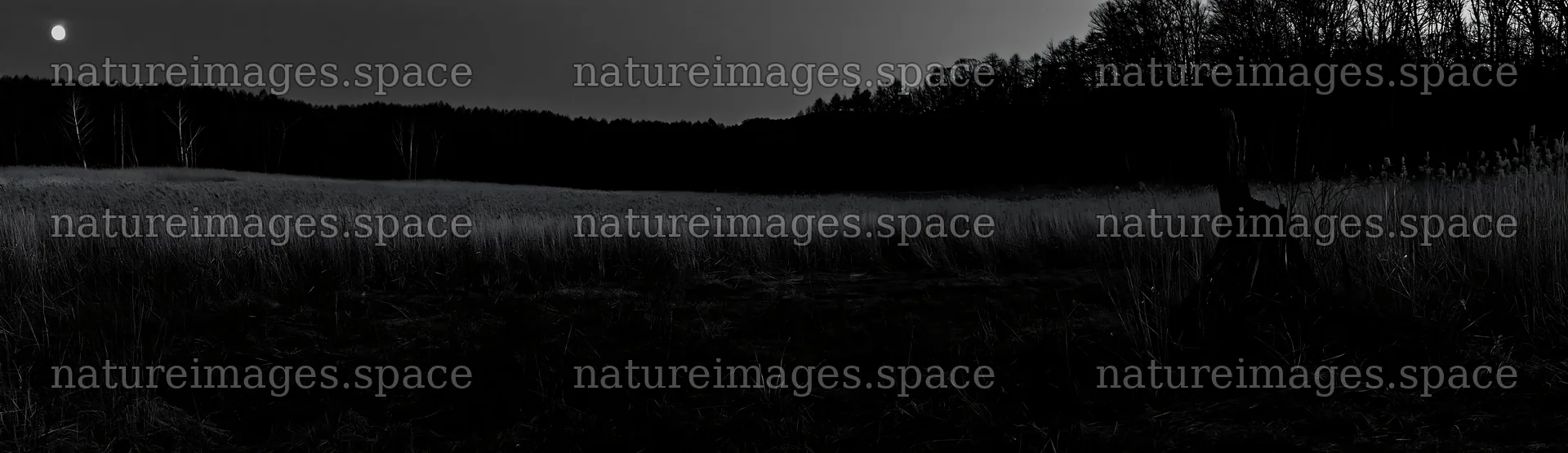 Fukushima native meadow with weathered stump at dusk – nature images 14762x4268