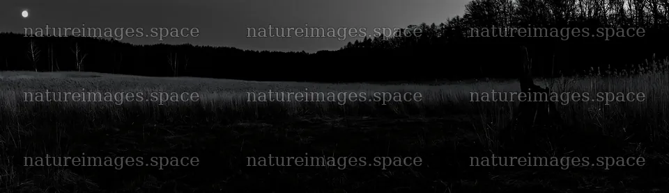 Fukushima native meadow with weathered stump at dusk – nature images 14762x4268