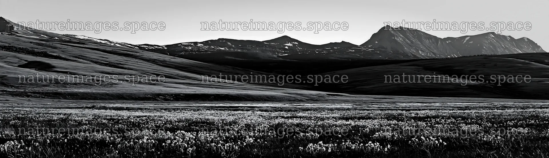 Meadow in rolling valley with mountains in background – nature images 14762x4268