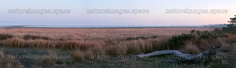 Coastal meadow with driftwood in Chiba at dusk – nature images 14762x4268