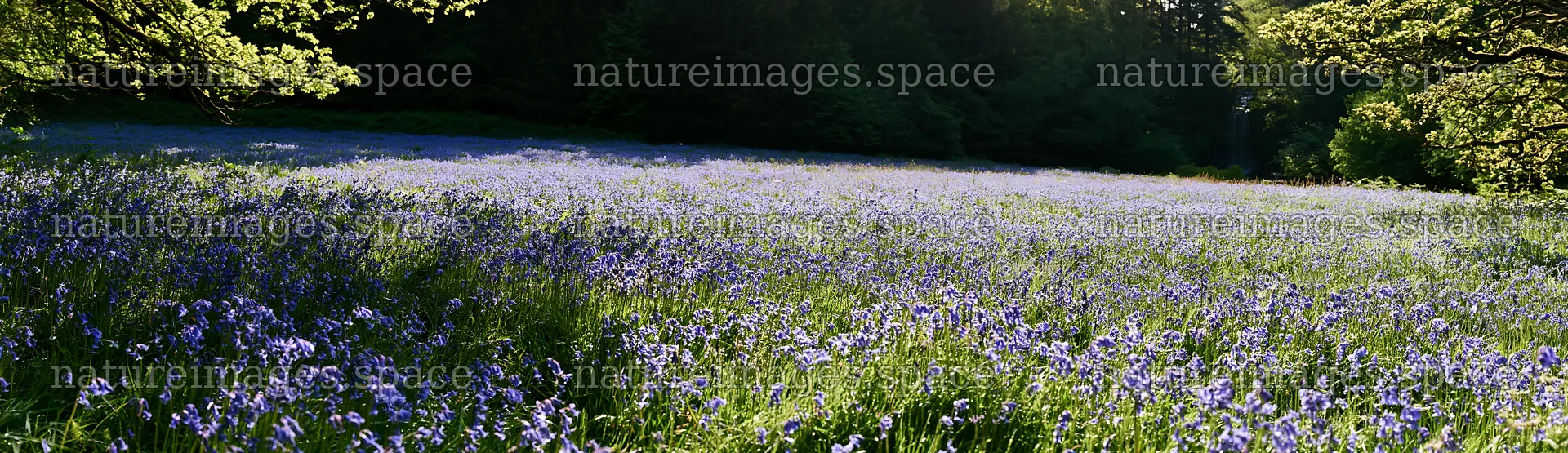 Wildflower meadow beside a cascade during daylight – nature images 14762x4268