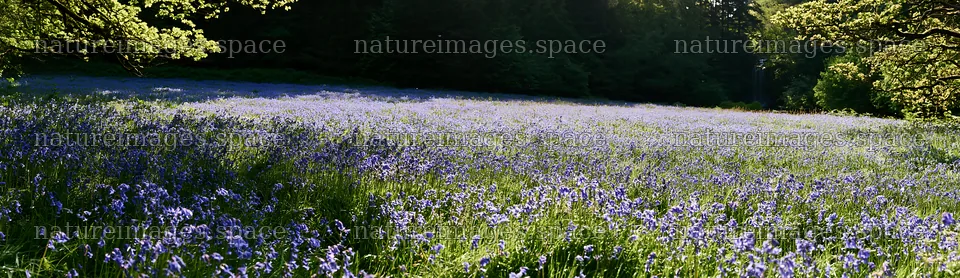 Wildflower meadow beside a cascade during daylight – nature images 14762x4268