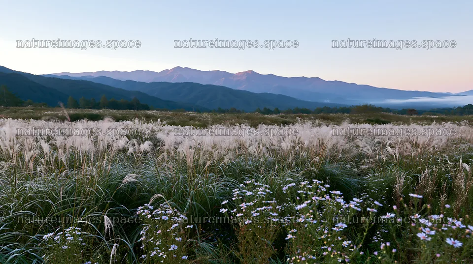 Biodiverse Nagano silver grass meadow dew at sunrise – nature images 10608x5938