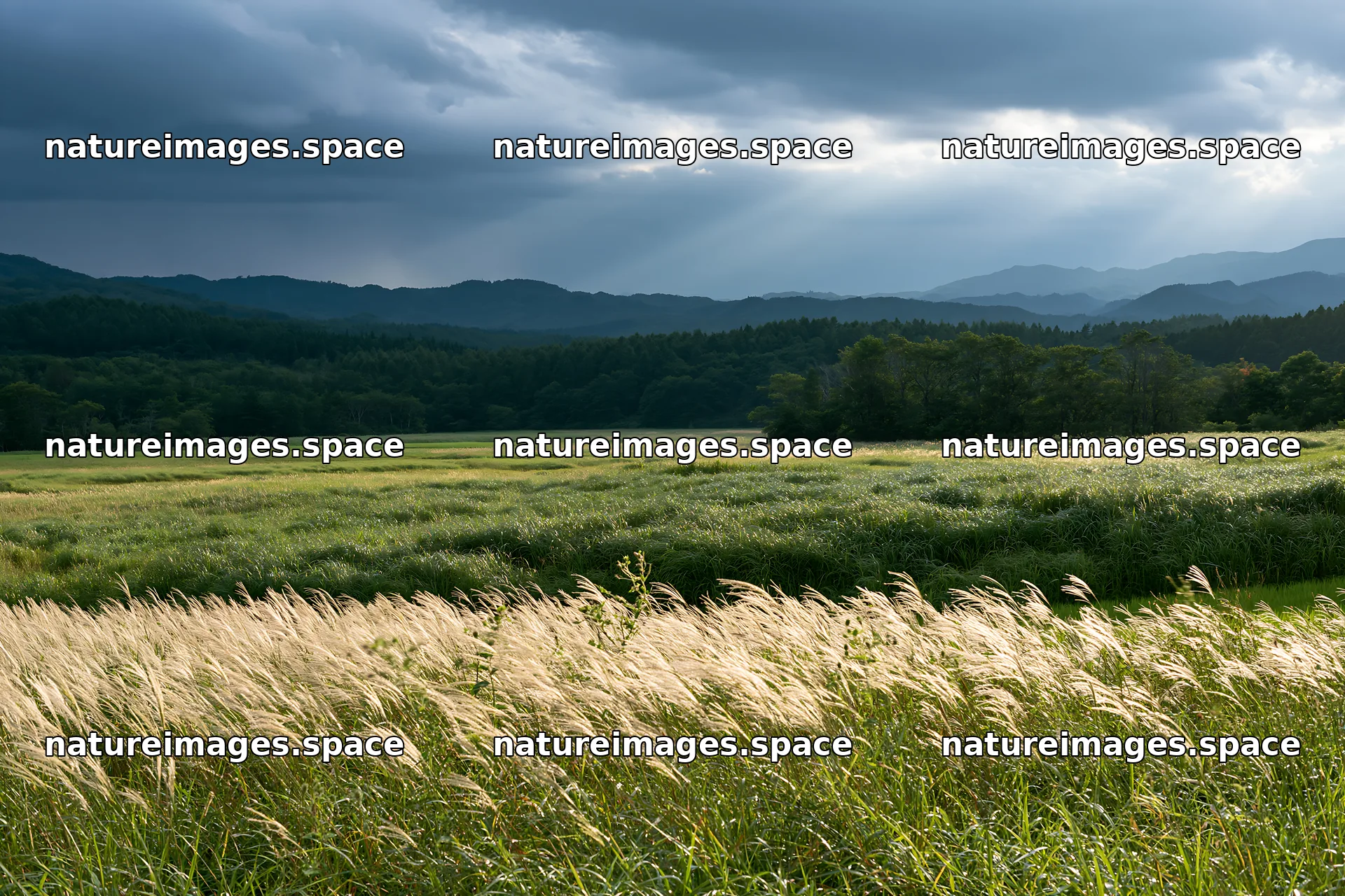 Iwate rain refreshed meadow seedhead foreground – nature images 9722x6480