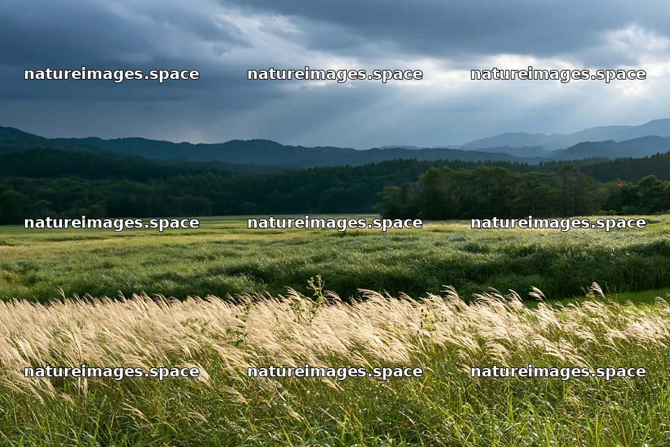 Iwate rain refreshed meadow seedhead foreground – nature images 9722x6480