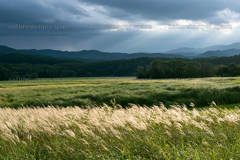 Iwate rain refreshed meadow seedhead foreground – nature images 9722x6480