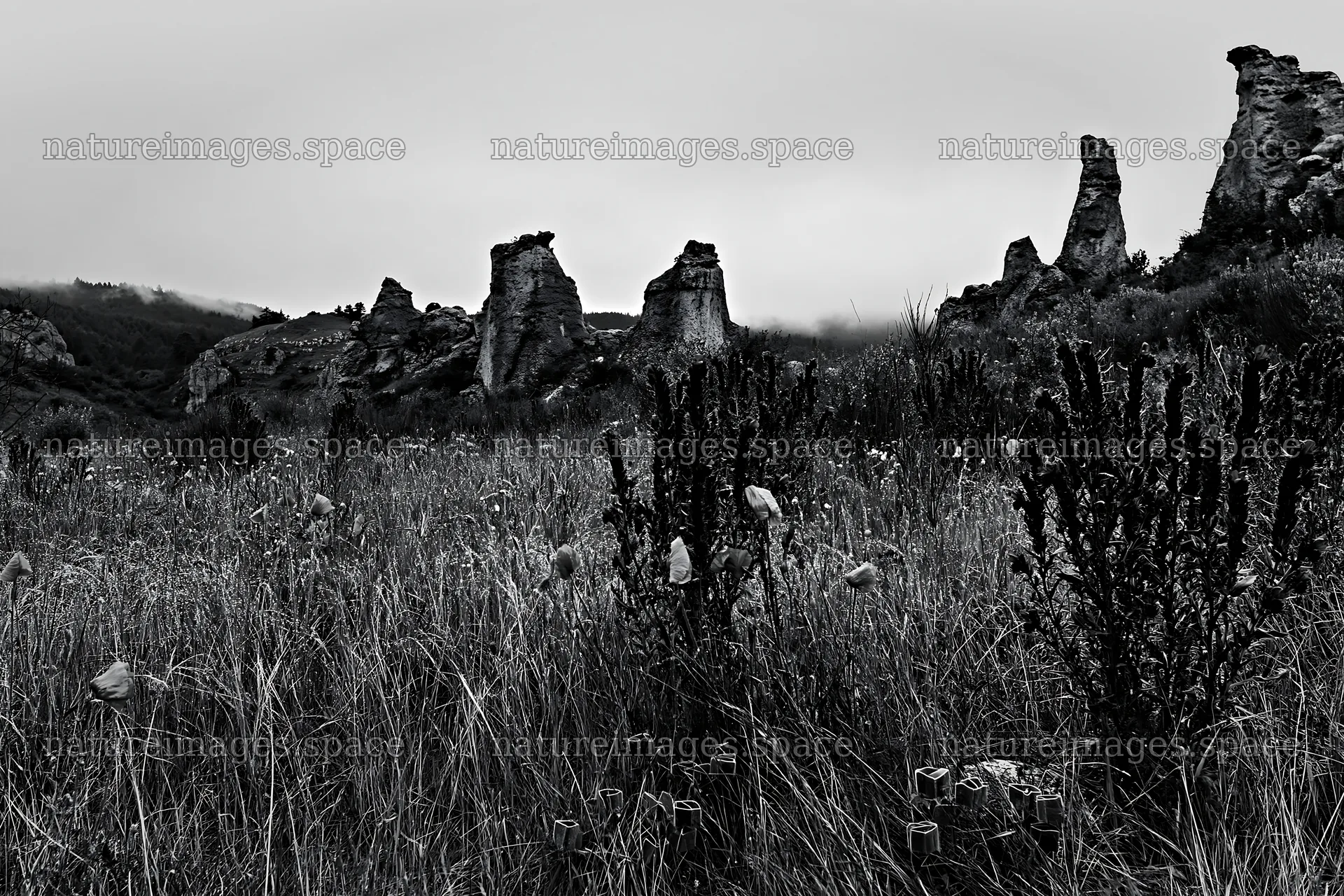 Poppy viper's-bugloss meadow in black and white landscape – nature images 9722x6480