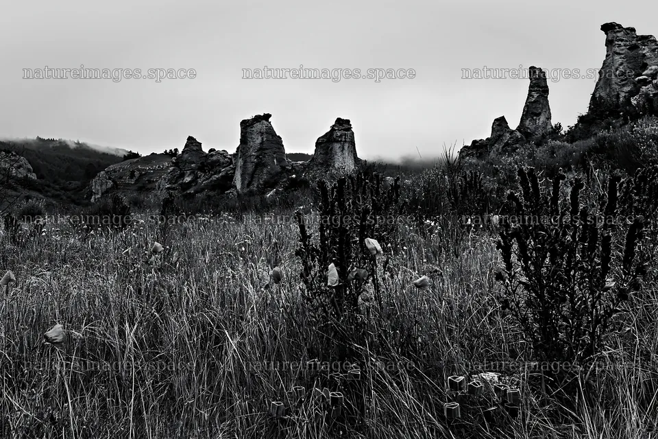 Poppy viper's-bugloss meadow in black and white landscape – nature images 9722x6480