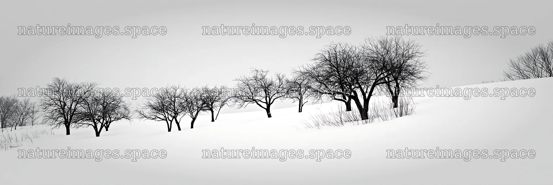Hillside apple meadow in winter with bare trees – nature images 13690x4602