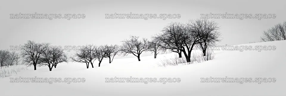 Hillside apple meadow in winter with bare trees – nature images 13690x4602