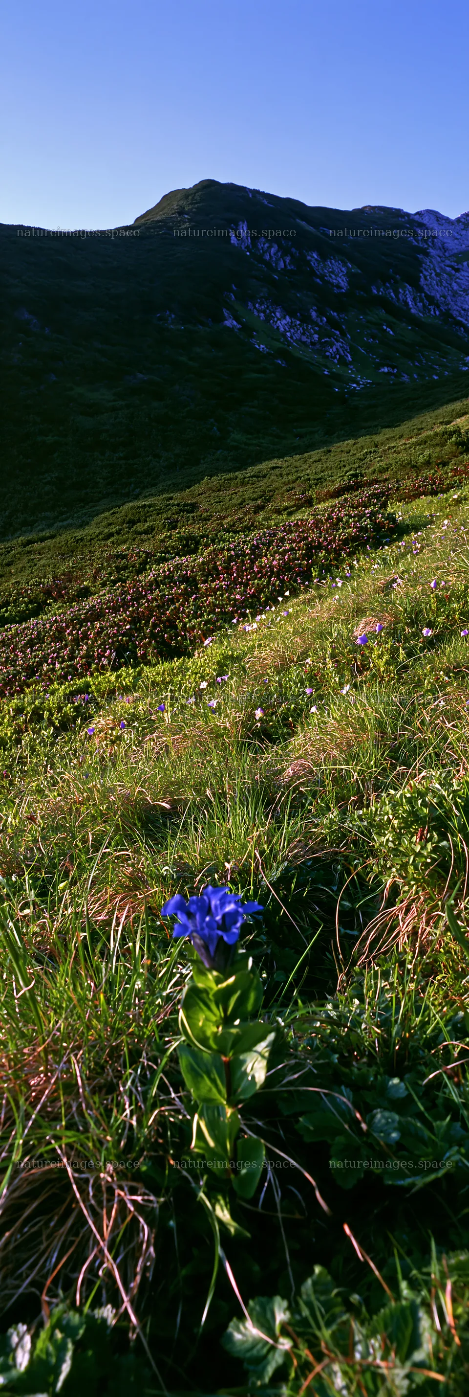 Biodiverse meadow with wildflowers and green grass – nature images 4602x13690