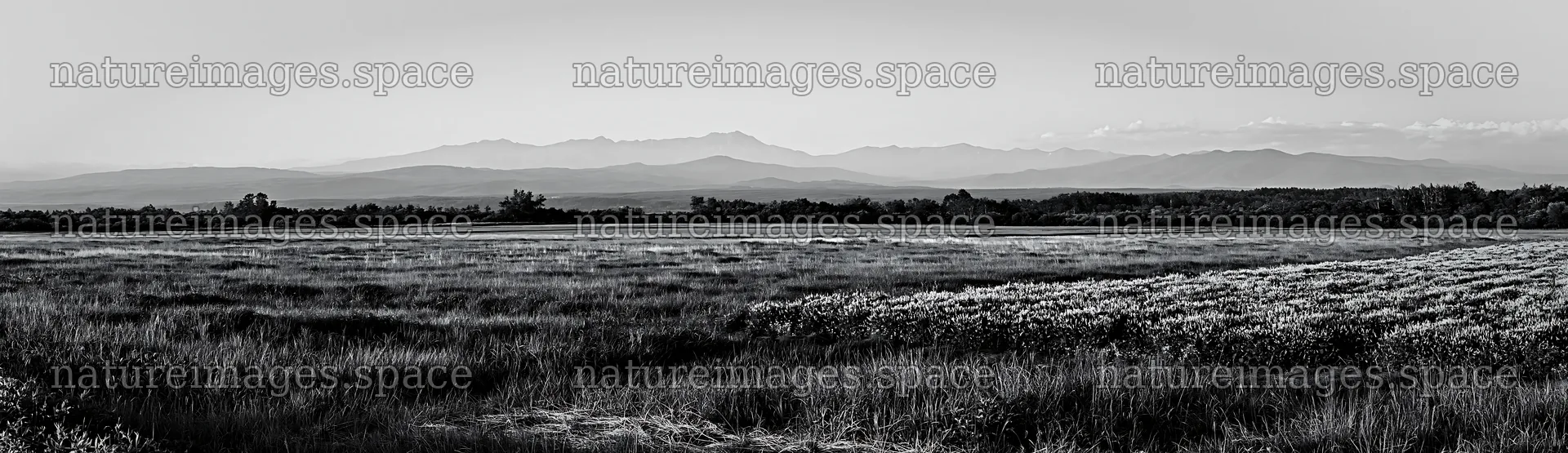 Expansive Hokkaido restoration meadow with dewdrops – nature images 14762x4268