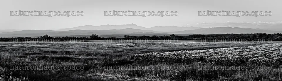 Expansive Hokkaido restoration meadow with dewdrops – nature images 14762x4268