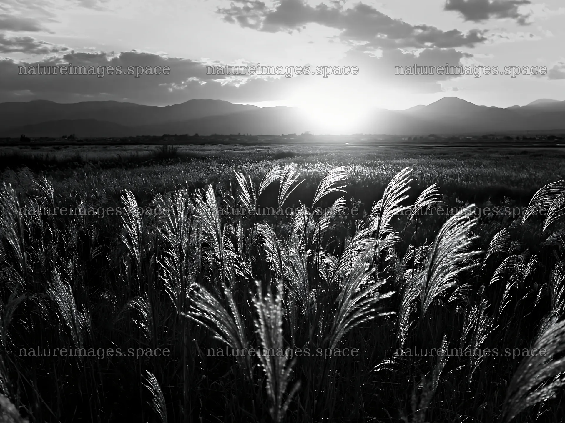 Shiga wetland meadow climate adaptation reeds at sunset – nature images 9174x6866