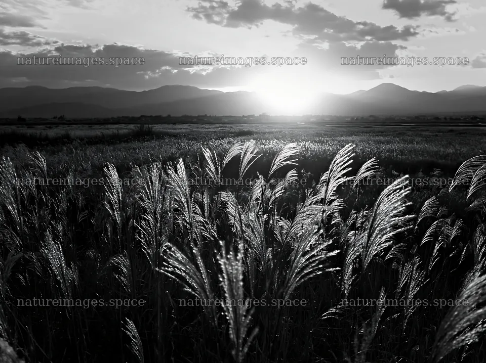 Shiga wetland meadow climate adaptation reeds at sunset – nature images 9174x6866