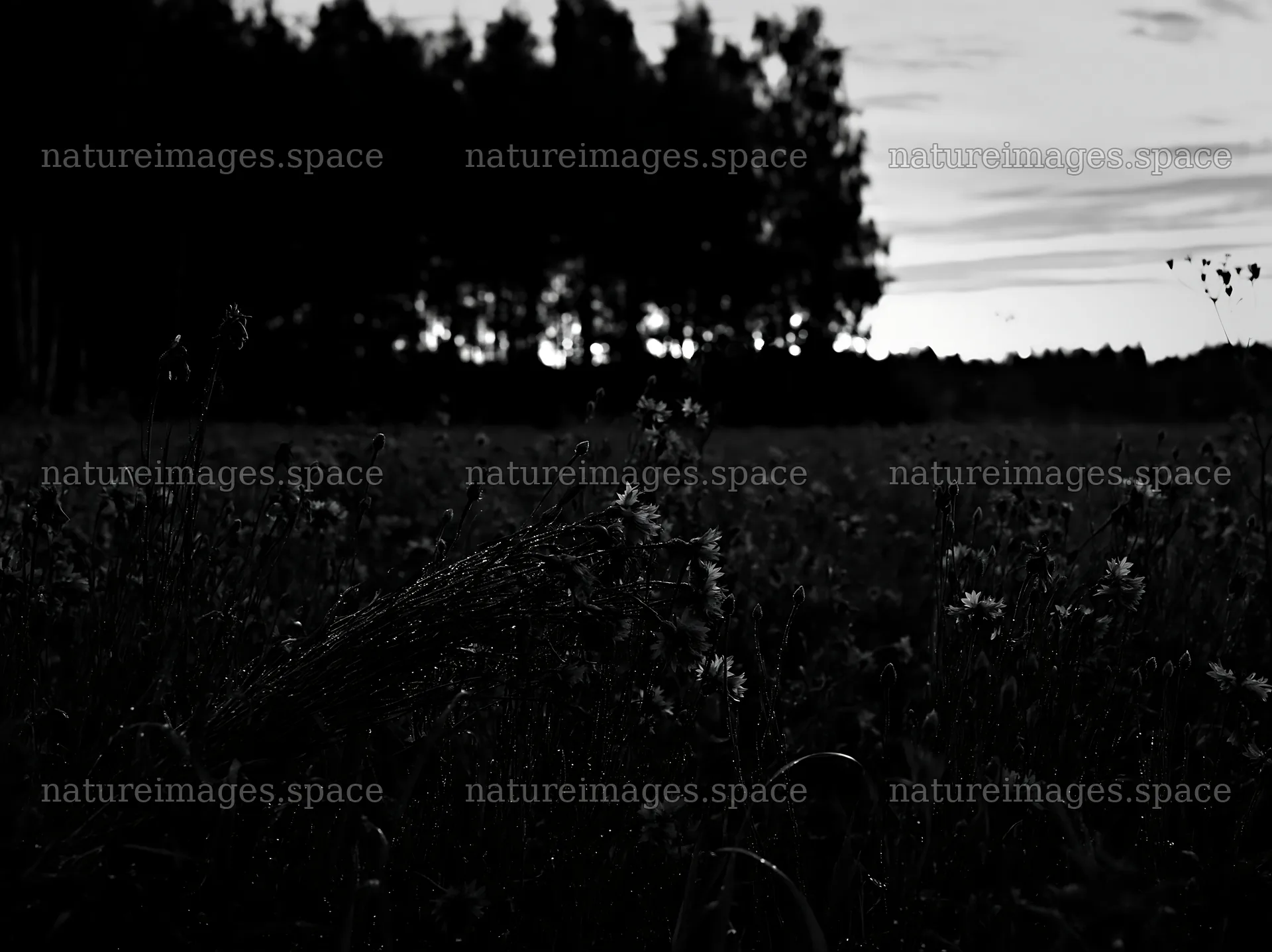Cornflower meadow at dusk with silhouetted trees in background – nature images 9174x6866