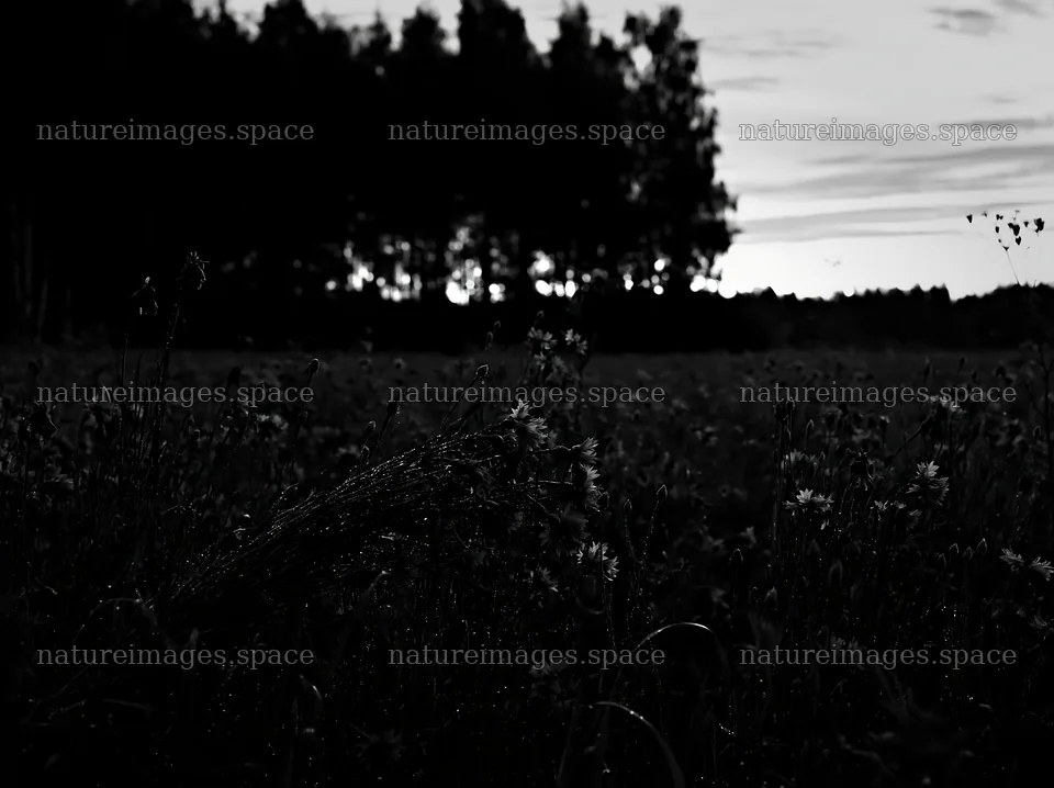 Cornflower meadow at dusk with silhouetted trees in background – nature images 9174x6866