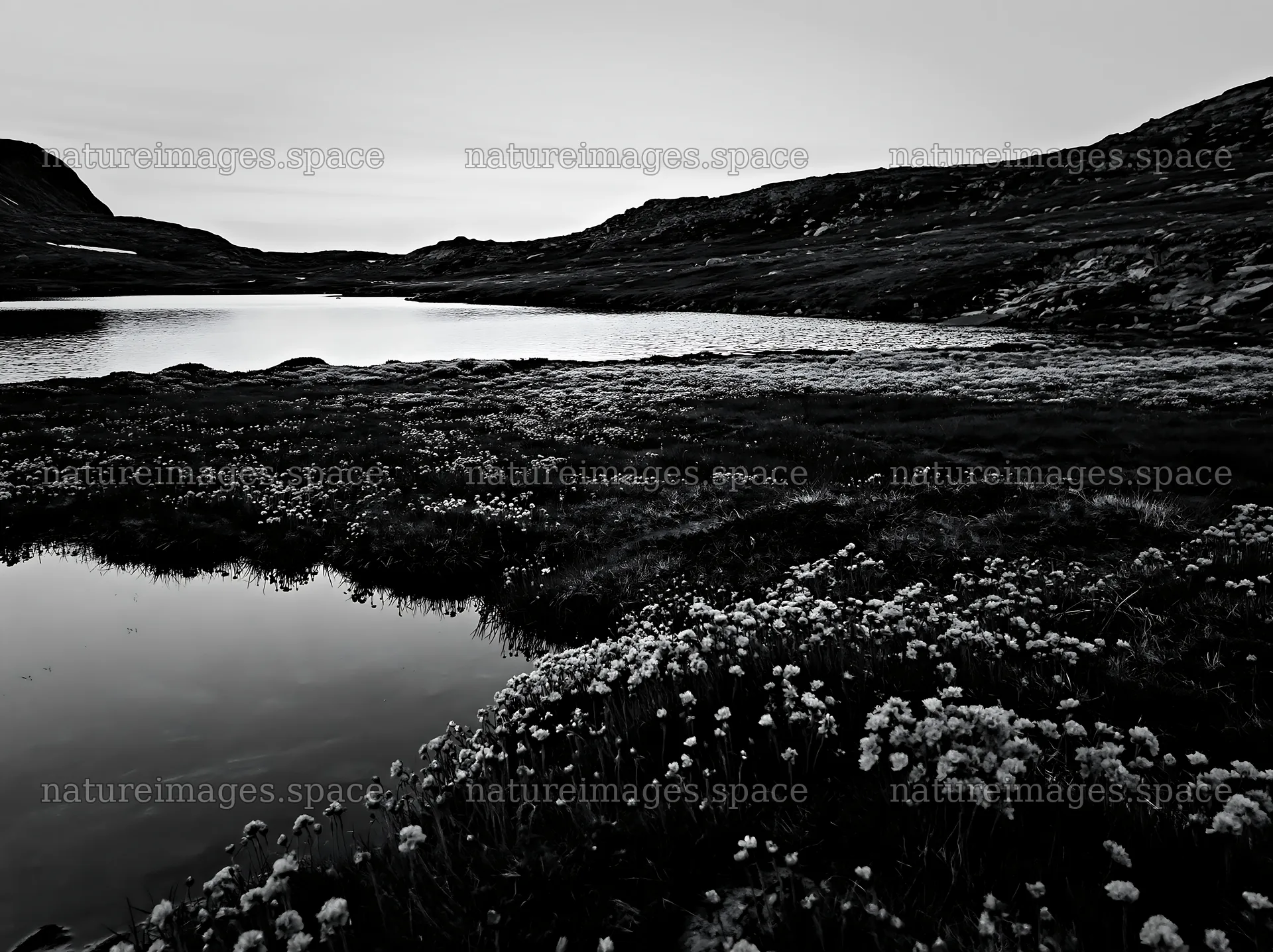 Regenerative meadow with flowers by a water body at dusk – nature images 9174x6866
