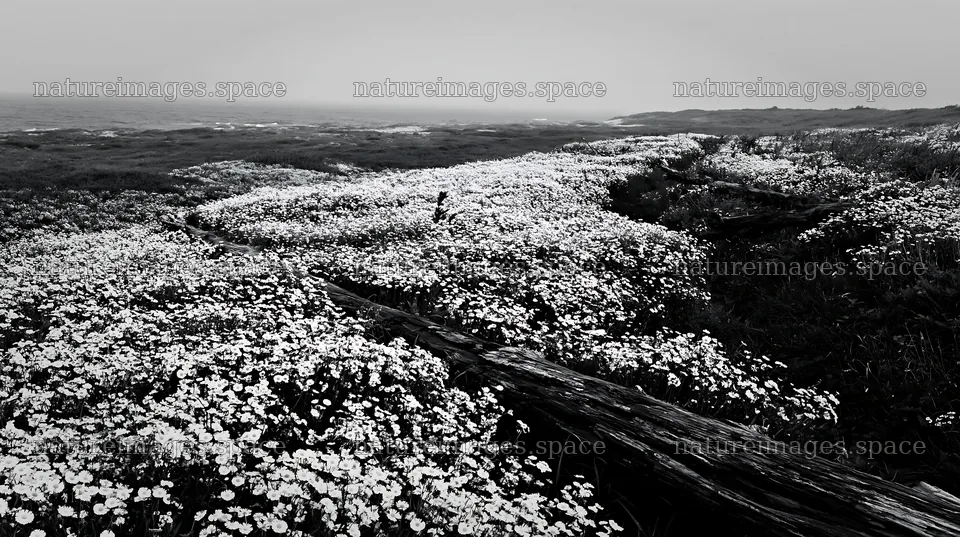 Ishikawa coastal meadow with storm washed driftwood and flowers – nature images 10608x5938