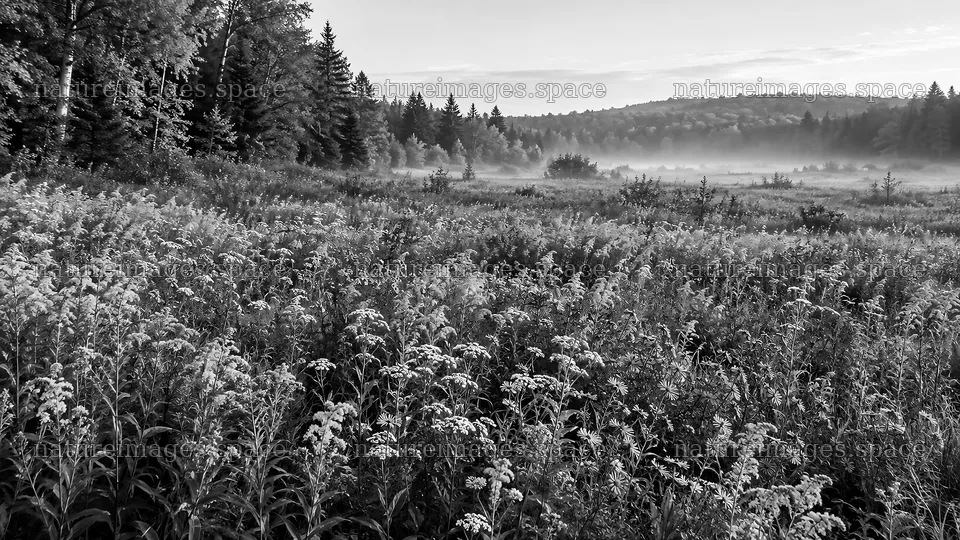 Misty Forest Clearing in Black and White – nature images 10324x5812