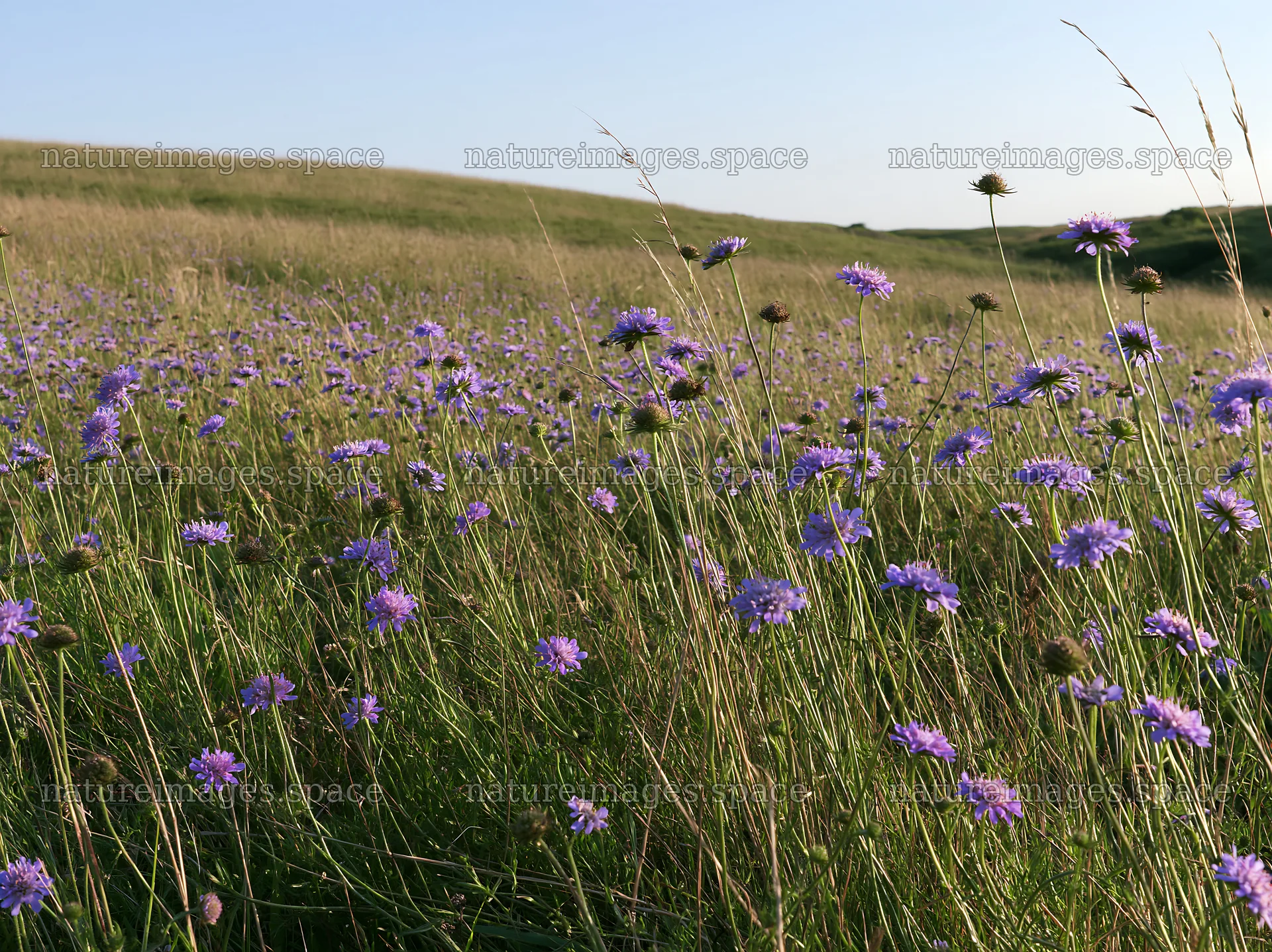 Sunny hillside meadow with blooming purple flowers – nature images 9174x6866