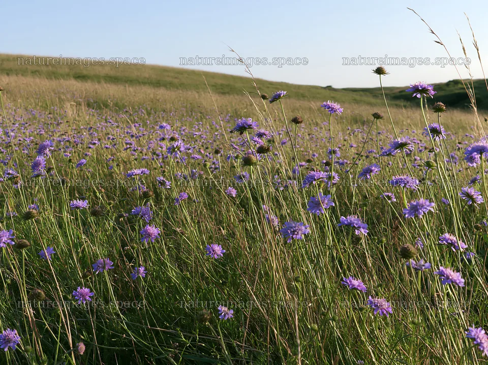 Sunny hillside meadow with blooming purple flowers – nature images 9174x6866