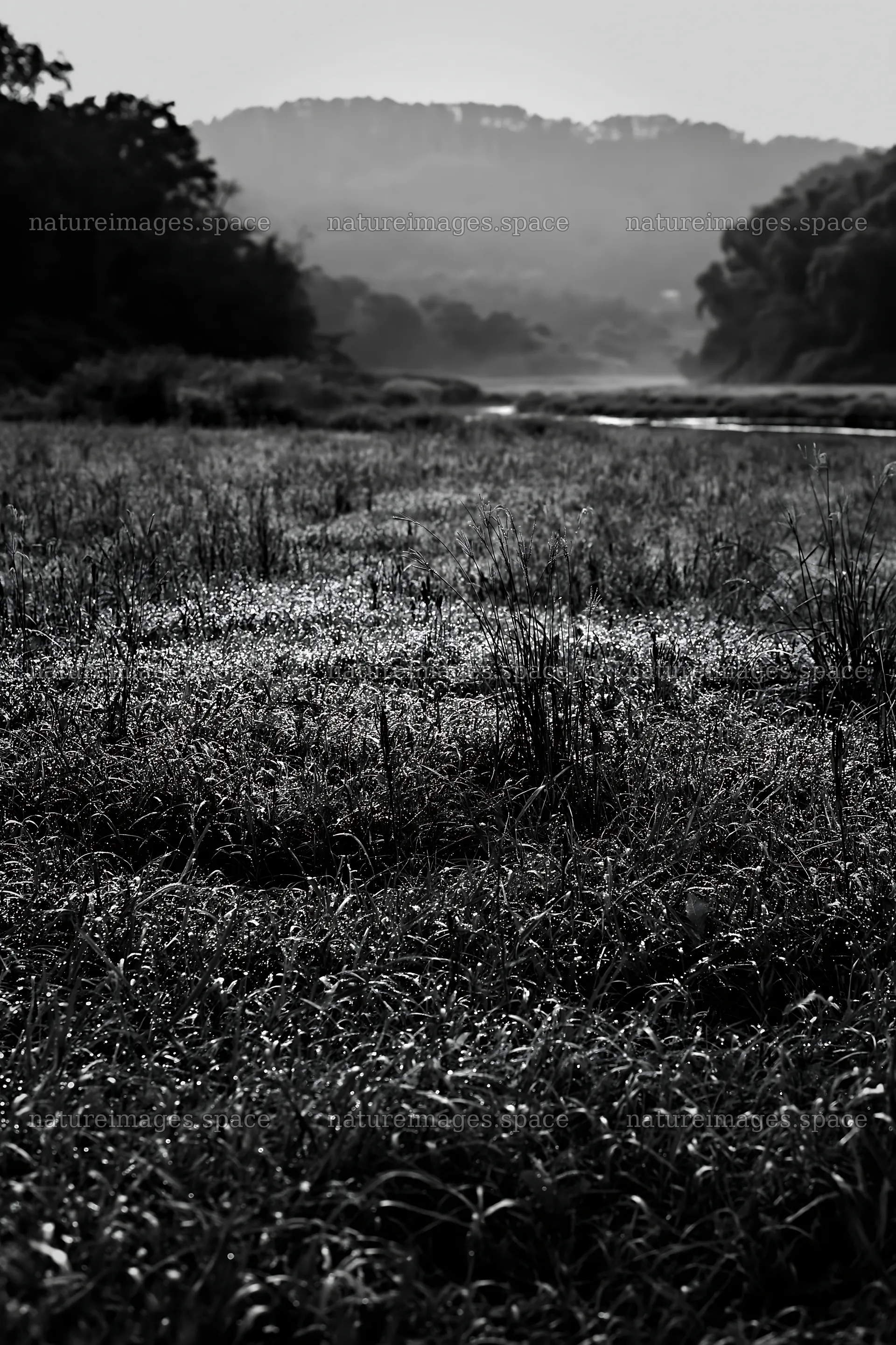 Niigata floodplain restoration meadow dew foreground – nature images 6480x9722